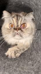 Lost Female Cat last seen Aventura avenue, Pflugerville, TX 78660
