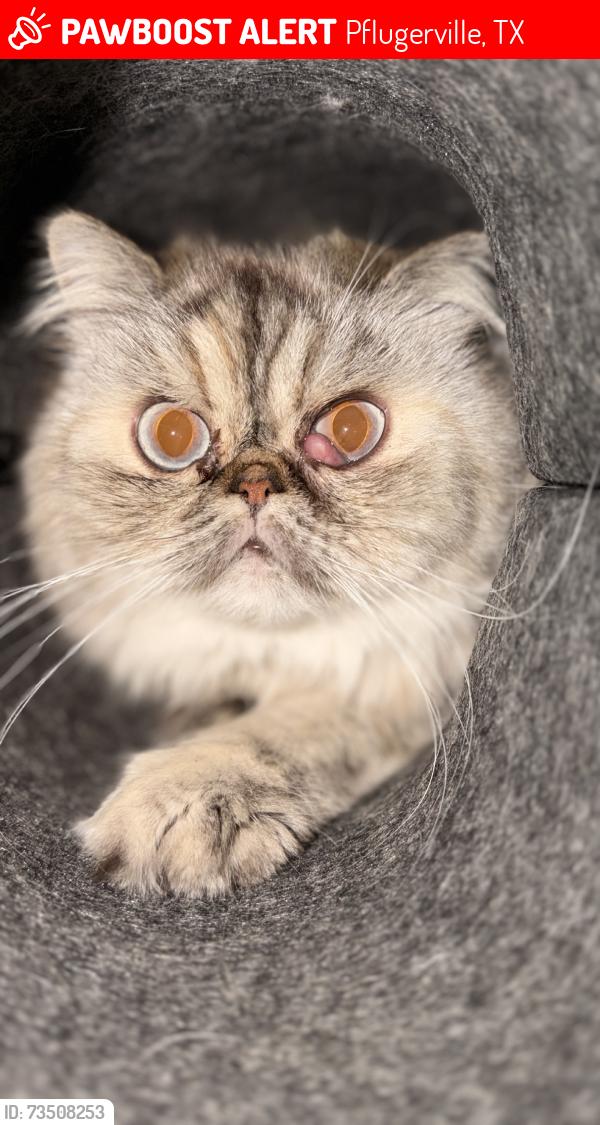 Lost Female Cat last seen Aventura avenue, Pflugerville, TX 78660