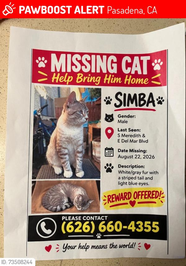 Lost Male Cat last seen S. Meredith, Pasadena, California, Pasadena, CA 91106