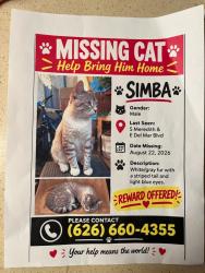 Lost Male Cat last seen S. Meredith, Pasadena, California, Pasadena, CA 91106