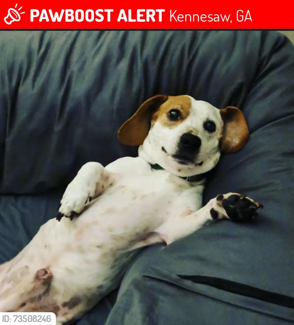 Lost Male Dog last seen Shiloh rd, Kennesaw, GA 30144