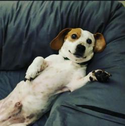 Lost Male Dog last seen Shiloh rd, Kennesaw, GA 30144
