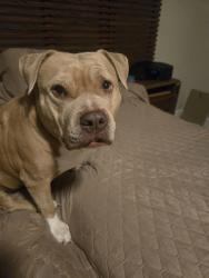 Reunited Female Dog last seen Cactus and valley view, Las Vegas, NV 89141