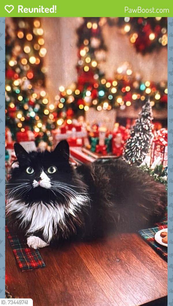 Reunited Female Cat last seen Sandhill rd, Essex Junction, VT 05452