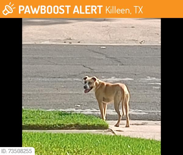 Found/Stray Unknown Dog last seen Meadow and Alta Vista, Killeen, TX 76549