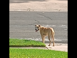 Found/Stray Unknown Dog last seen Meadow and Alta Vista, Killeen, TX 76549