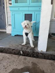 Found/Stray Male Dog last seen Near n olive, Mesa, AZ 85203