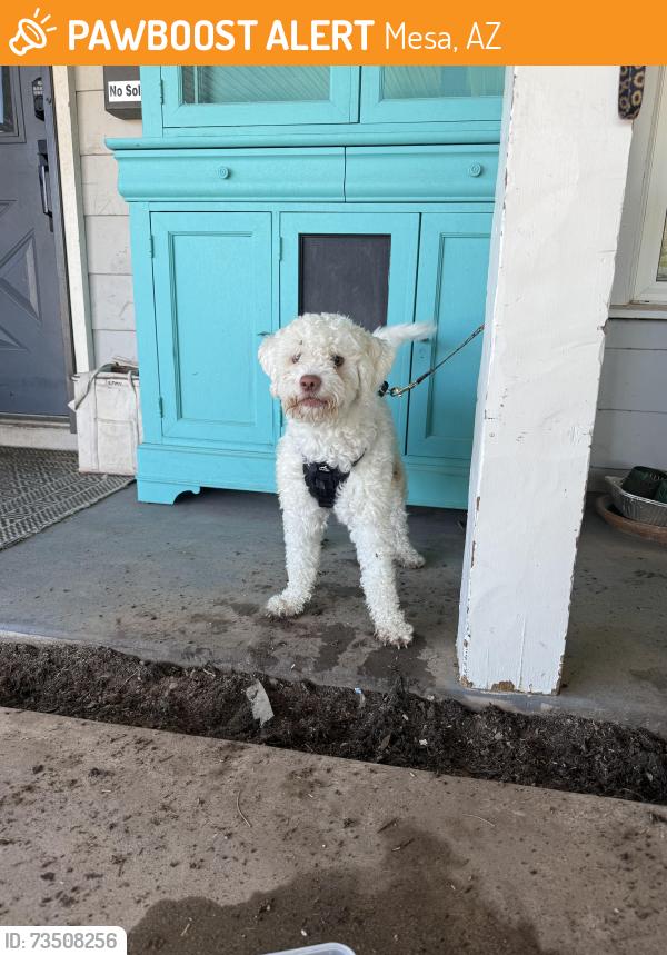 Found/Stray Male Dog last seen Near n olive, Mesa, AZ 85203