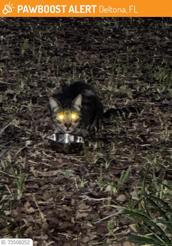 Found/Stray Unknown Cat last seen Norwood Dr & Abagail Dr, Deltona, FL 32725