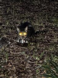 Found/Stray Unknown Cat last seen Norwood Dr & Abagail Dr, Deltona, FL 32725