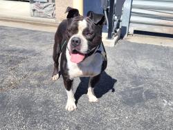 Shelter Stray Male Dog last seen , 957 N Gaffey St, San Pedro, CA 90731, USA