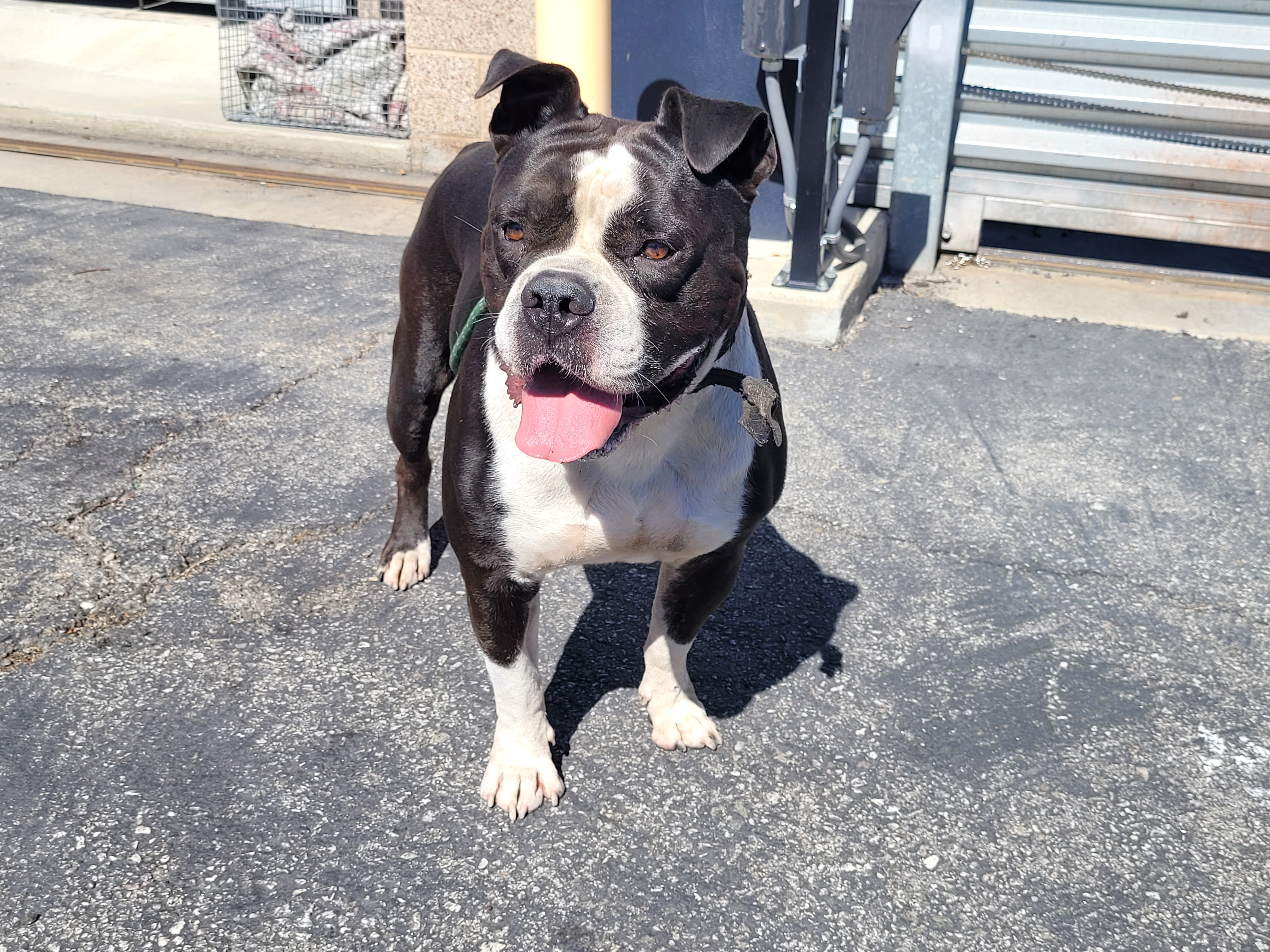 Shelter Stray Male Dog last seen , 957 N Gaffey St, San Pedro, CA 90731, USA