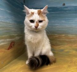 Shelter Stray Female Cat last seen , 29525 Agoura Rd, Agoura Hills, CA 91301, USA