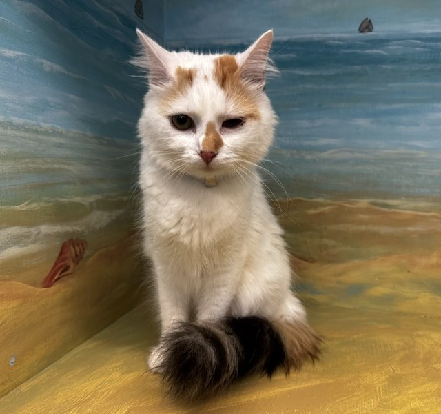 Shelter Stray Female Cat last seen , 29525 Agoura Rd, Agoura Hills, CA 91301, USA