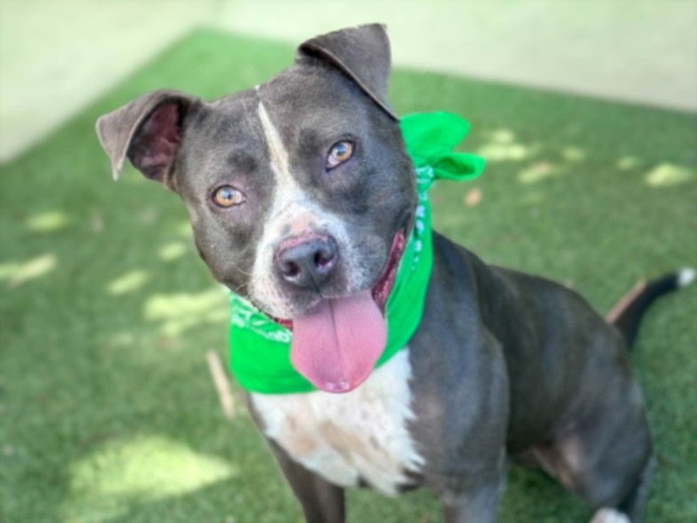 Shelter Stray Male Dog last seen , 957 N Gaffey St, San Pedro, CA 90731, USA