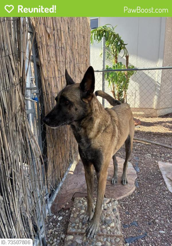 Reunited Female Dog last seen Gowan & Tenaya, Las Vegas, NV 89129