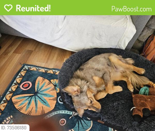 Reunited Male Dog last seen 97th & Central Oak Lawn, Oak Lawn, IL 60453