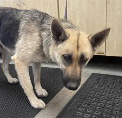 Shelter Stray Female Dog last seen , 600 Aviation Dr, Camarillo, CA 93010, USA