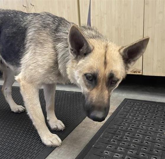 Shelter Stray Female Dog last seen , 600 Aviation Dr, Camarillo, CA 93010, USA
