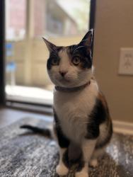 Reunited Female Cat last seen Abneer creek rd, Greer, SC 29651