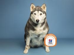 Shelter Stray Female Dog last seen Near BLOCK W ORANGEWOOD RD, 5501 E Van Buren St, Phoenix, AZ 85008, USA