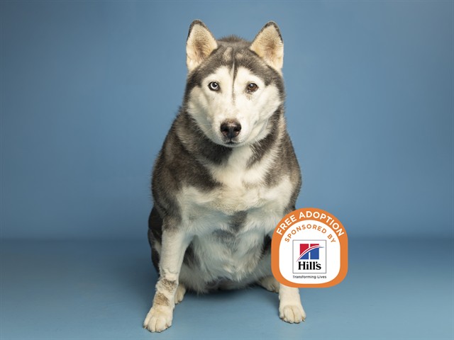 Shelter Stray Female Dog last seen Near BLOCK W ORANGEWOOD RD, 5501 E Van Buren St, Phoenix, AZ 85008, USA