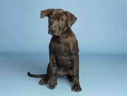 Shelter Stray Female Dog last seen S 13TH AVE AND W ROESER RD, 5501 E Van Buren St, Phoenix, AZ 85008, USA