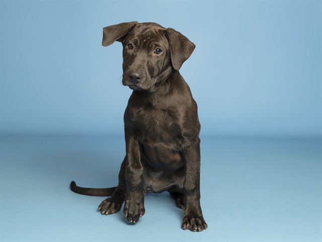 Shelter Stray Female Dog last seen S 13TH AVE AND W ROESER RD, 5501 E Van Buren St, Phoenix, AZ 85008, USA