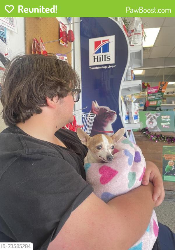 Reunited Female Dog last seen Amado and North Eldrige, Houston, TX 77065