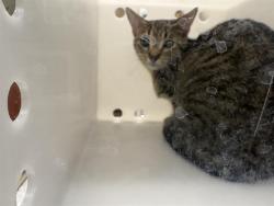 Shelter Stray Female Cat last seen Near BLOCK S 29TH ST, 3839 W Burnham St, West Milwaukee, WI 53215, USA