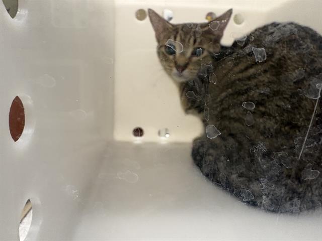 Shelter Stray Female Cat last seen Near BLOCK S 29TH ST, 3839 W Burnham St, West Milwaukee, WI 53215, USA