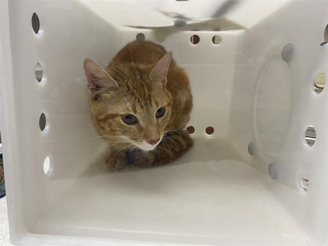 Shelter Stray Male Cat last seen Near BLOCK N 41ST ST, 3839 W Burnham St, West Milwaukee, WI 53215, USA