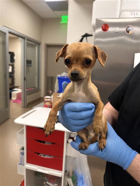 Shelter Stray Male Dog last seen GRANT LINE RD / E STOCKTON BLVD, 9150 Union Park Way, Elk Grove, CA 95624, USA