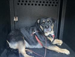 Shelter Stray Female Dog last seen Near BLOCK BLCK LEMON AVE, LONG BEACH, 90805, 7700 E Spring St, Long Beach, CA 90815, USA