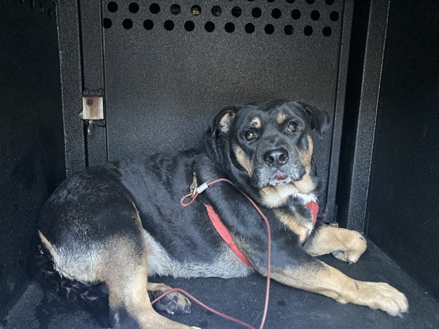 Shelter Stray Female Dog last seen Near BLOCK BLCK LEMON AVE, LONG BEACH, 90805, 7700 E Spring St, Long Beach, CA 90815, USA