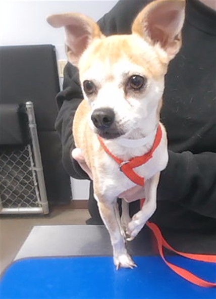 Shelter Stray Male Dog last seen CACTUS RD AND COTTON LN, 2500 S 27th Ave, Phoenix, AZ 85009, USA