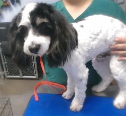 Shelter Stray Male Dog last seen GARDEN LAKES PKWY AND ROSEWOOD DR, 2500 S 27th Ave, Phoenix, AZ 85009, USA