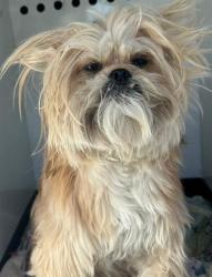 Shelter Stray Male Dog last seen Near BLK CANYON PEAK DR, BAKERSFIELD, CA, 201 S Mt Vernon Ave, Bakersfield, CA 93307, USA