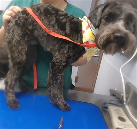 Shelter Stray Male Dog last seen GARDEN LAKES PKWY AND ROSEWOOD DR, 2500 S 27th Ave, Phoenix, AZ 85009, USA