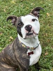 Shelter Stray Female Dog last seen Near BLOCK SOUTHSIDE DR, 3528 Newburg Rd, Louisville, KY 40218, USA