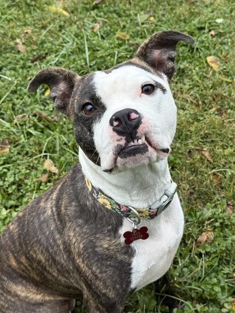 Shelter Stray Female Dog last seen Near BLOCK SOUTHSIDE DR, 3528 Newburg Rd, Louisville, KY 40218, USA