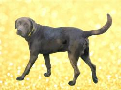 Shelter Stray Male Dog last seen , 14409 Vanowen St, Van Nuys, CA 91405, USA