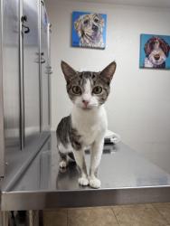 Found/Stray Female Cat last seen Taylor and Ontario, Corona, CA 92882