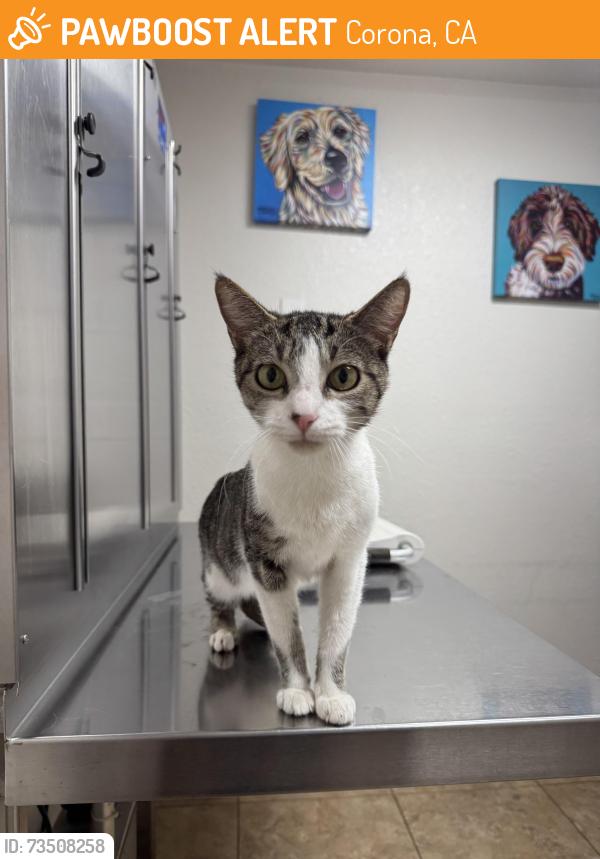 Found/Stray Female Cat last seen Taylor and Ontario, Corona, CA 92882