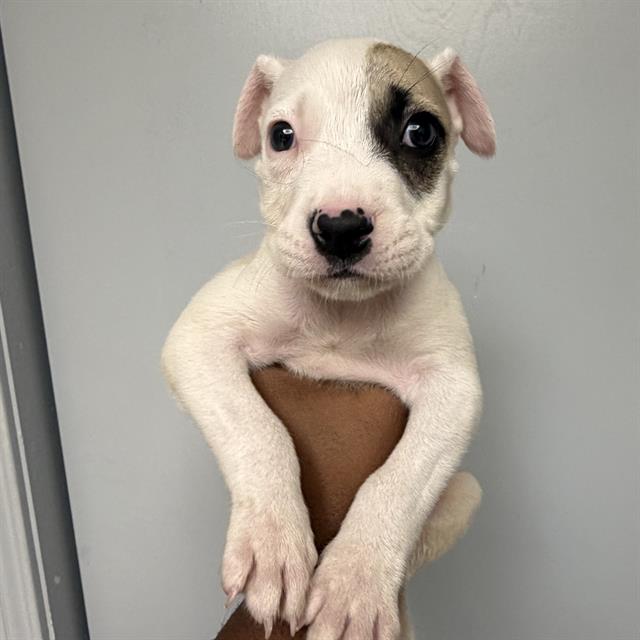 Shelter Stray Male Dog last seen , 4710 TX-151, San Antonio, TX 78227, USA