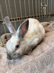 Shelter Stray Female Other last seen , 14409 Vanowen St, Van Nuys, CA 91405, USA