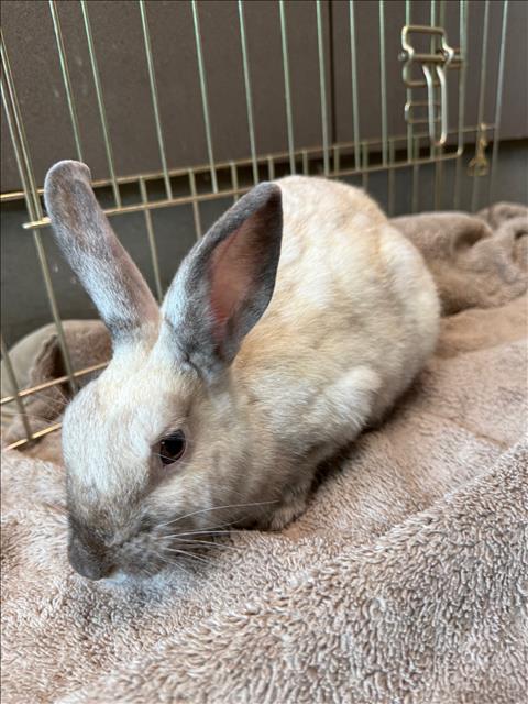 Shelter Stray Female Other last seen , 14409 Vanowen St, Van Nuys, CA 91405, USA