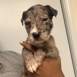 Shelter Stray Male Dog last seen , 4710 TX-151, San Antonio, TX 78227, USA