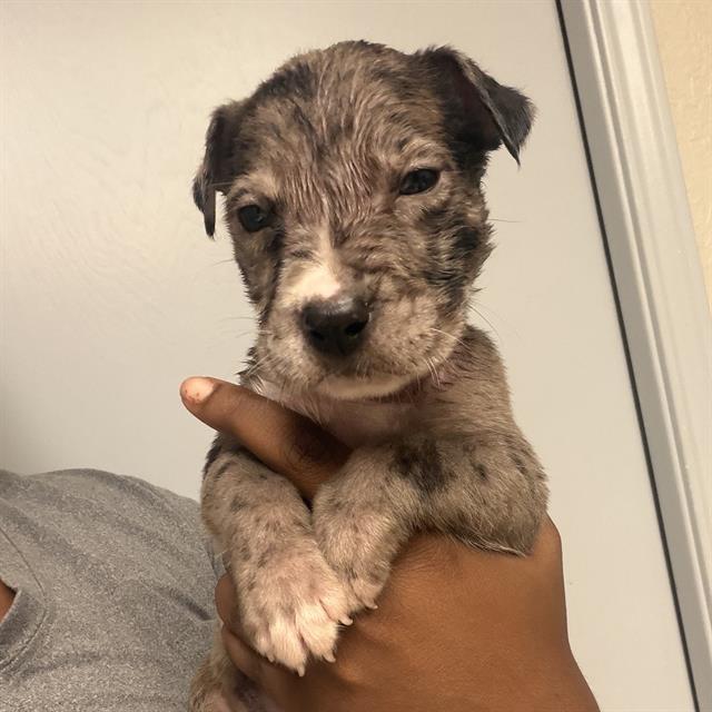 Shelter Stray Male Dog last seen , 4710 TX-151, San Antonio, TX 78227, USA