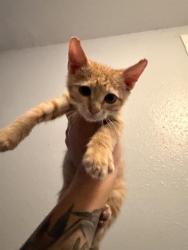 Shelter Stray Male Cat last seen SOUTHCROSS/GOLIAD, 4710 TX-151, San Antonio, TX 78227, USA